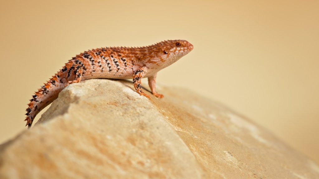 Lizard on a Rock