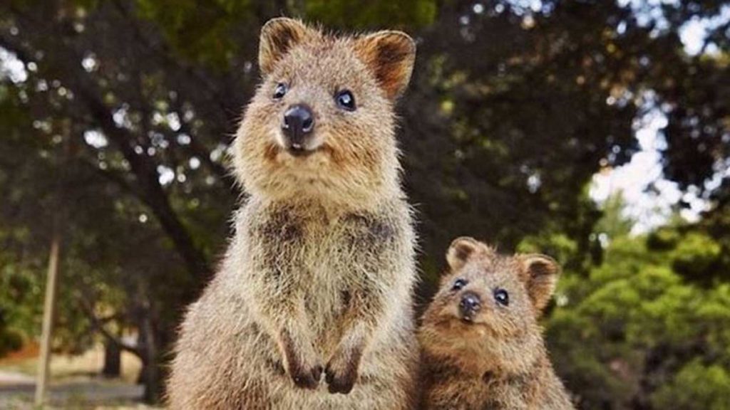 Mother quokka and her baby
