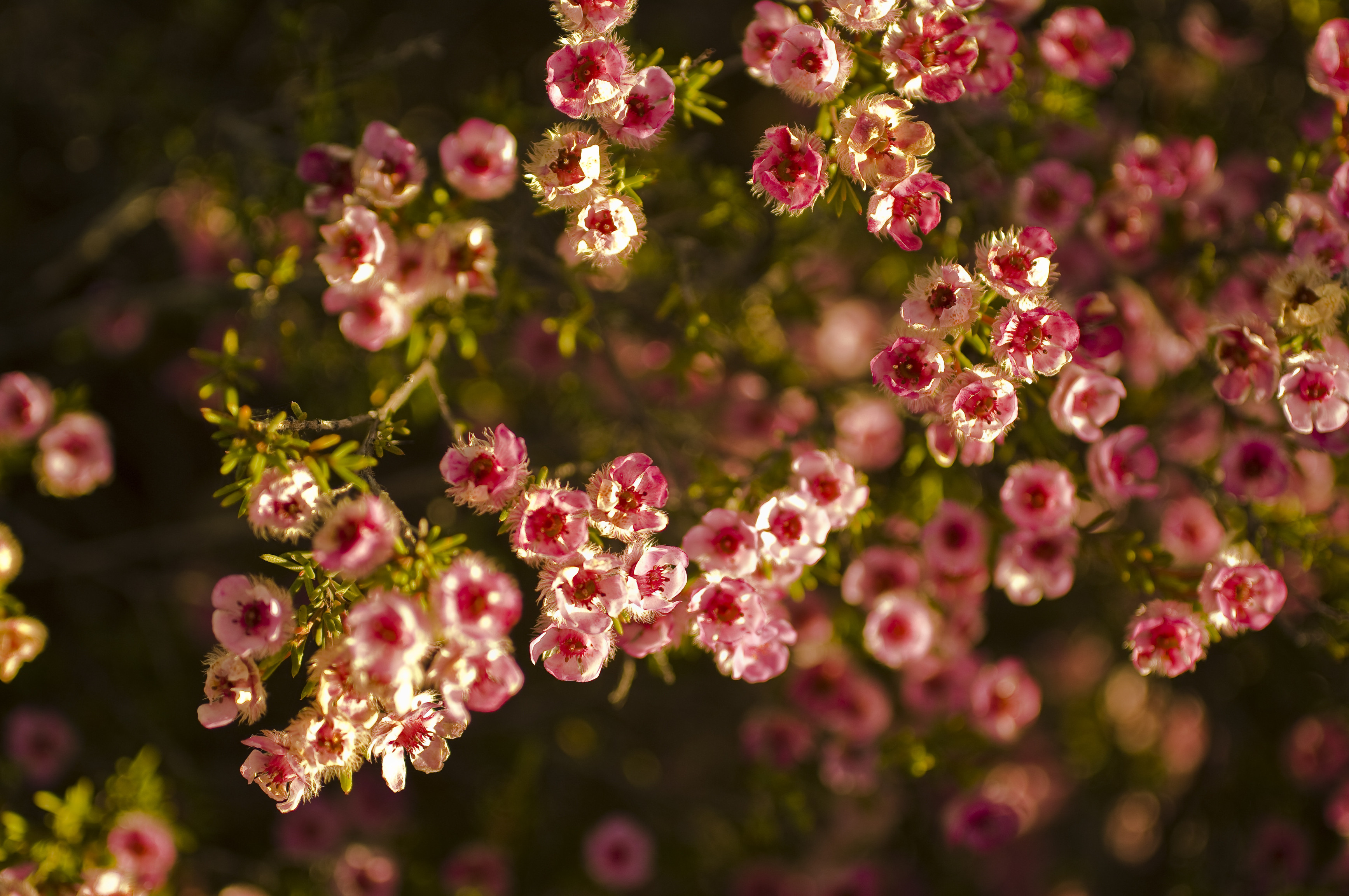 Pink Wildflowers