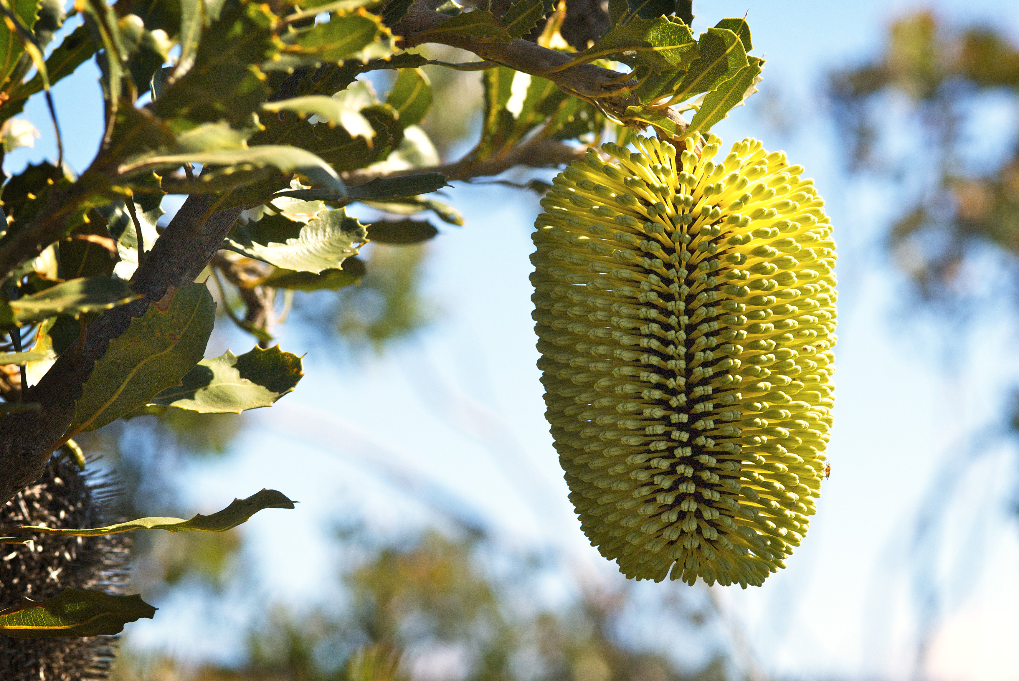 Banksia lemanniana plant