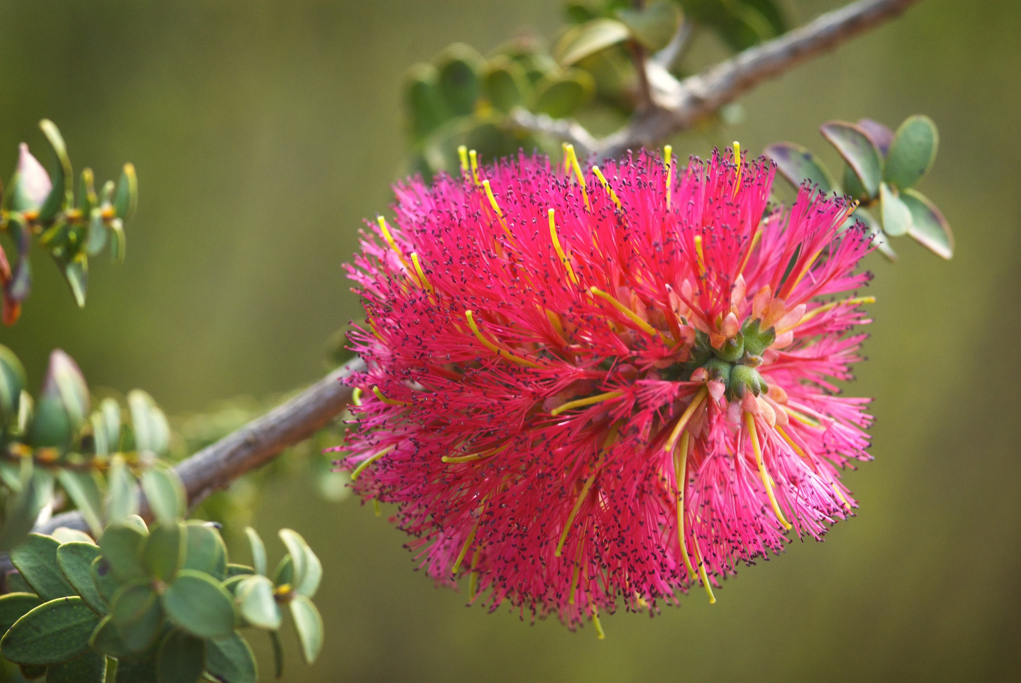 Pink Wildflower