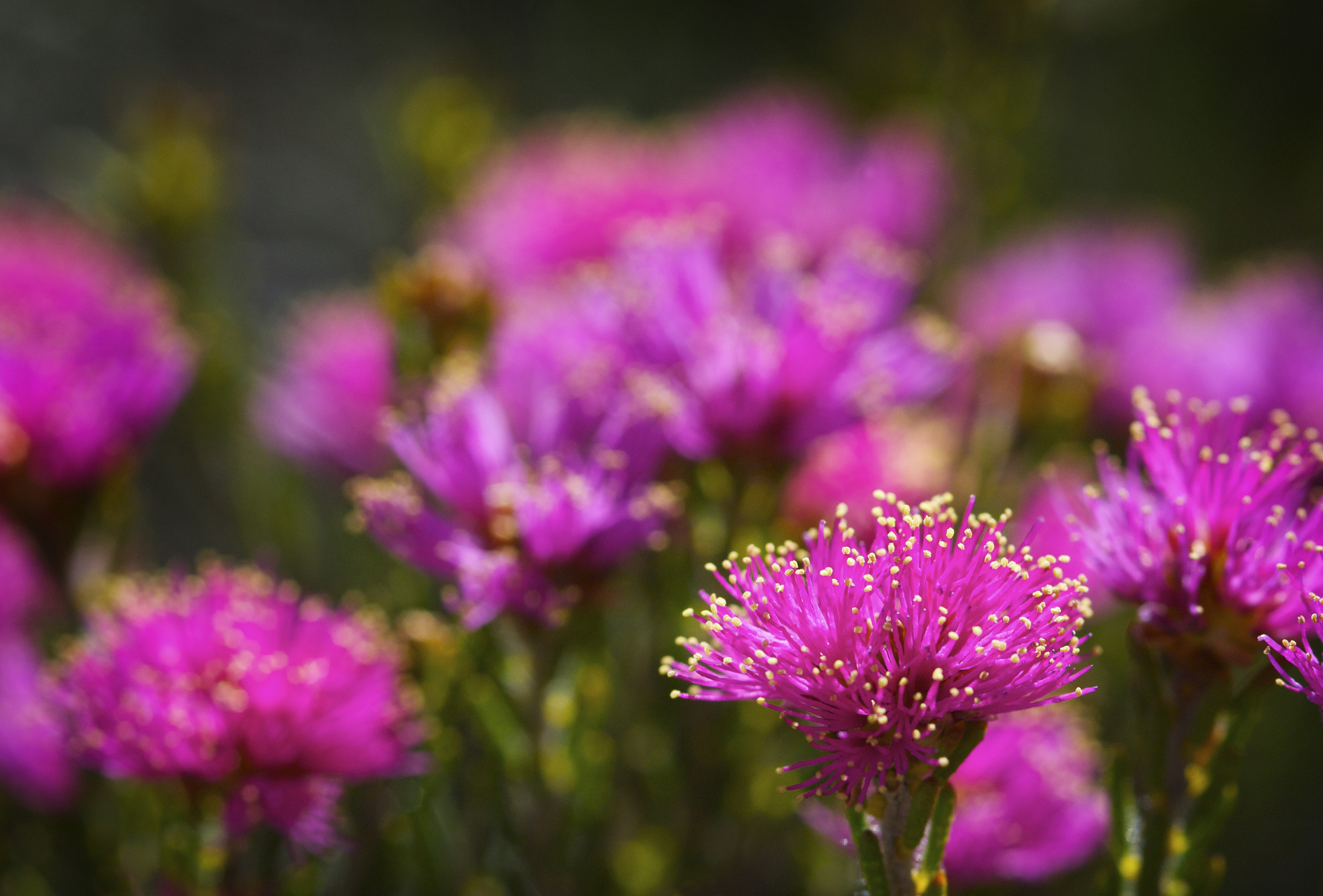 Pink Wildflowers