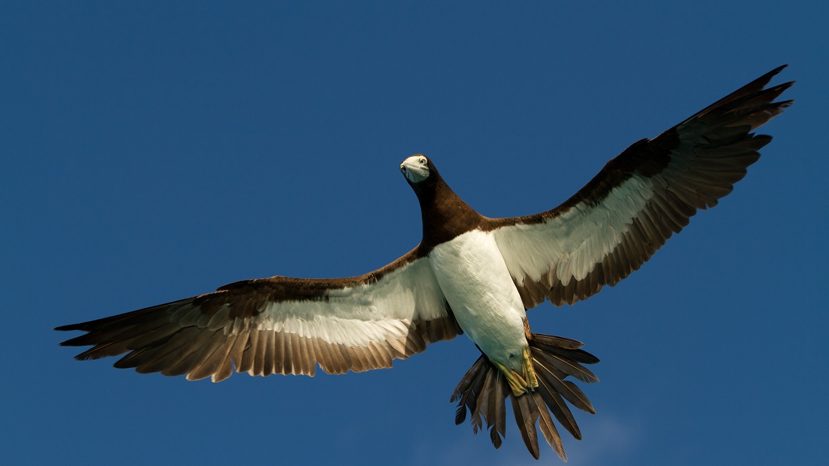 Black Booby at Lacepedes Island