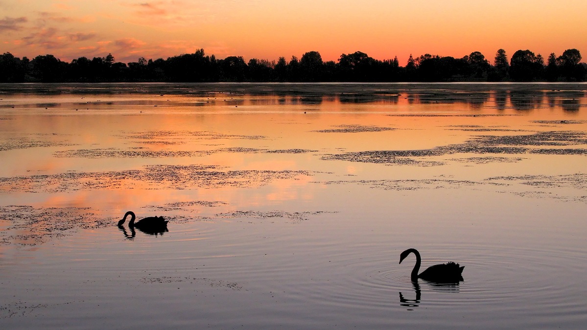 Black Swans at Lake Monger