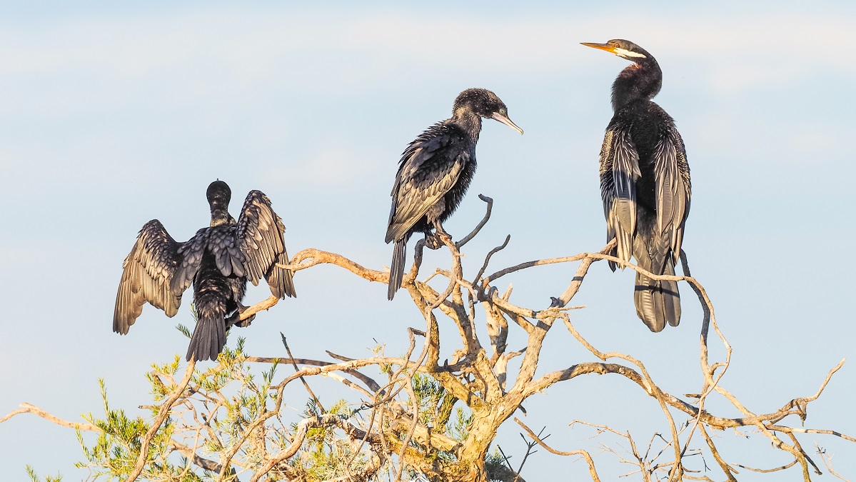 Cormorant birds in Kununurra