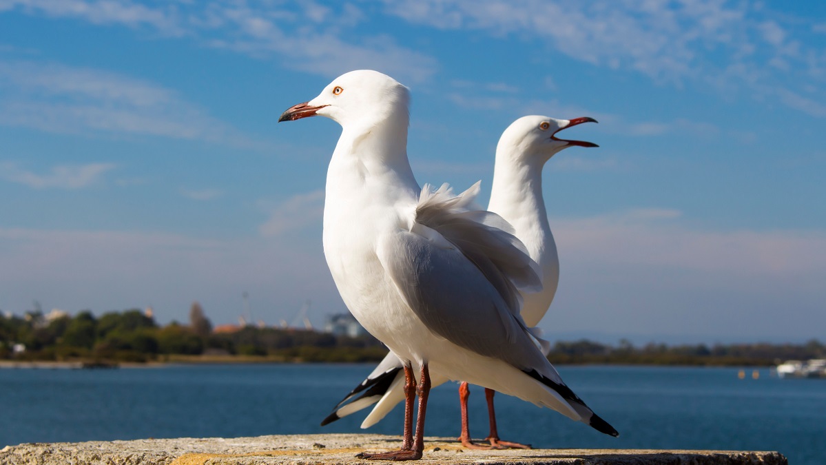 Seagulls at Leschenault Estuary, Bunbury