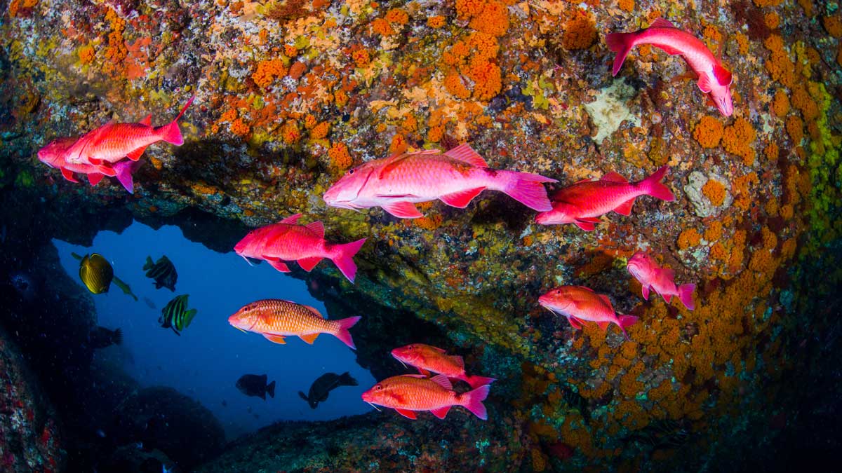 Pink fish in Ningaloo Reef