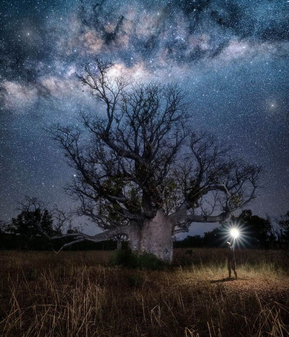 Night photography of Boab Tree