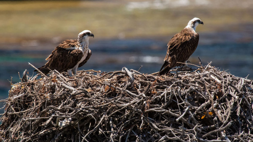 osprey and osprey nests