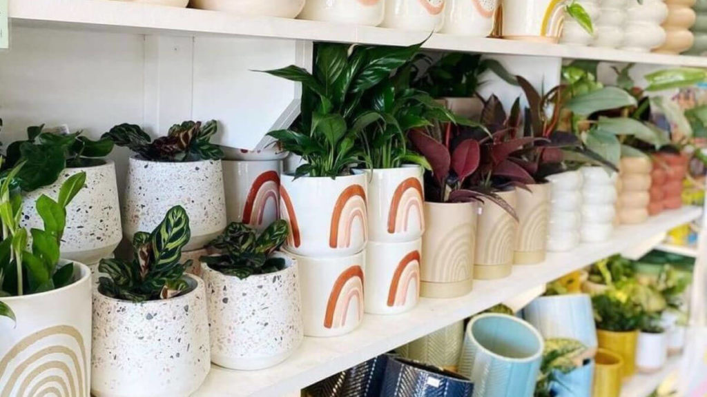 Plant pots and plants from Green Bunch
