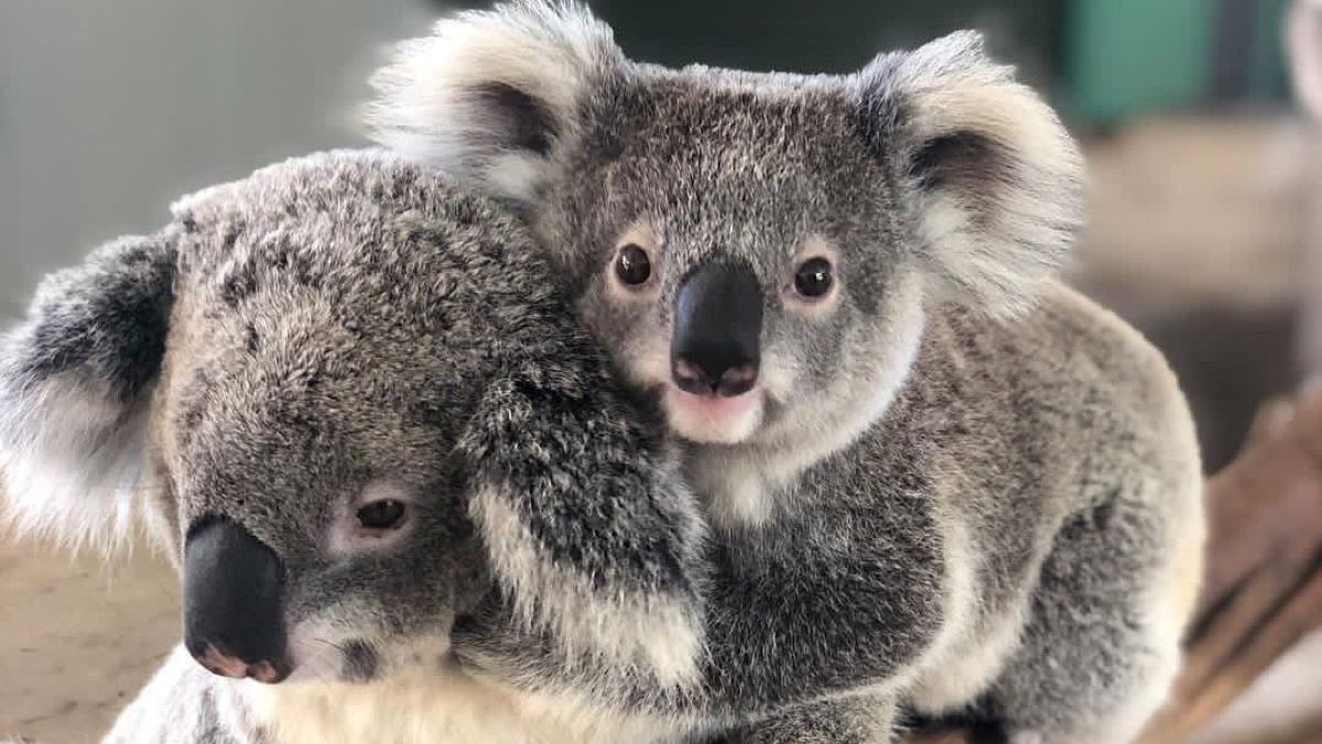 Two koalas sitting on tree branch