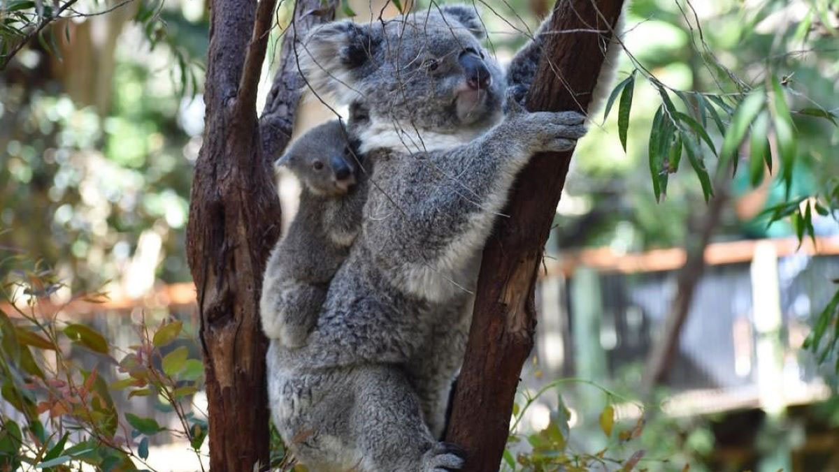 Two koalas climbing a tree, with a baby on the back of the mum.