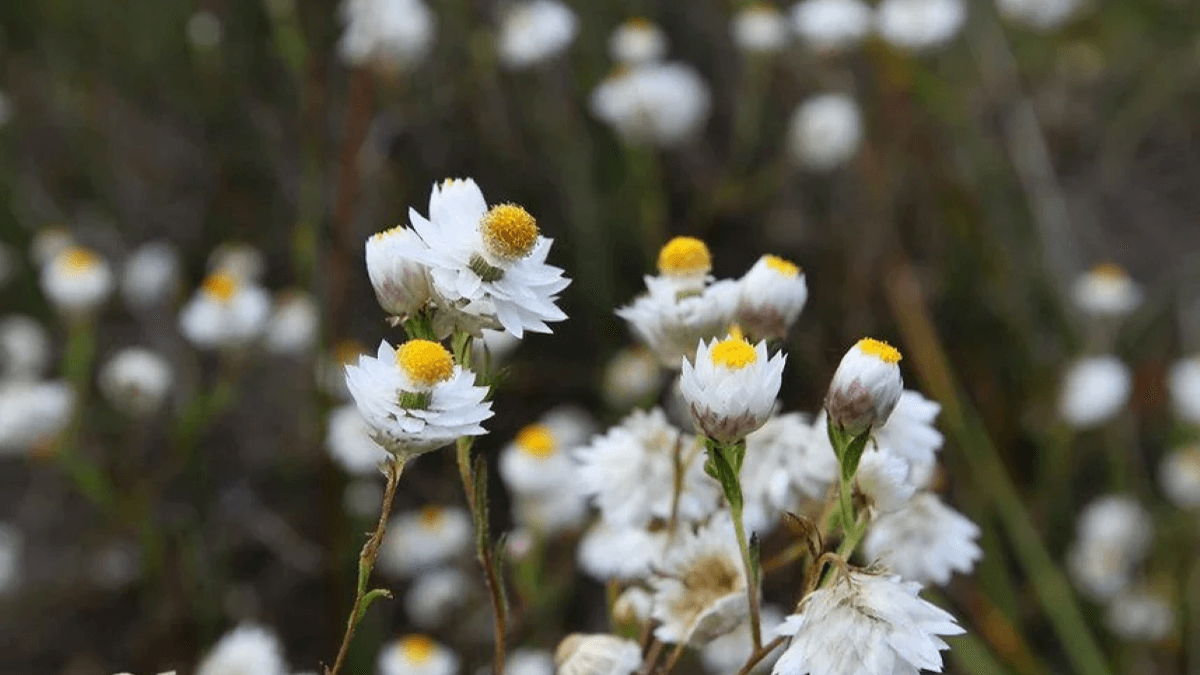 star swamp reserve Perth wildflower