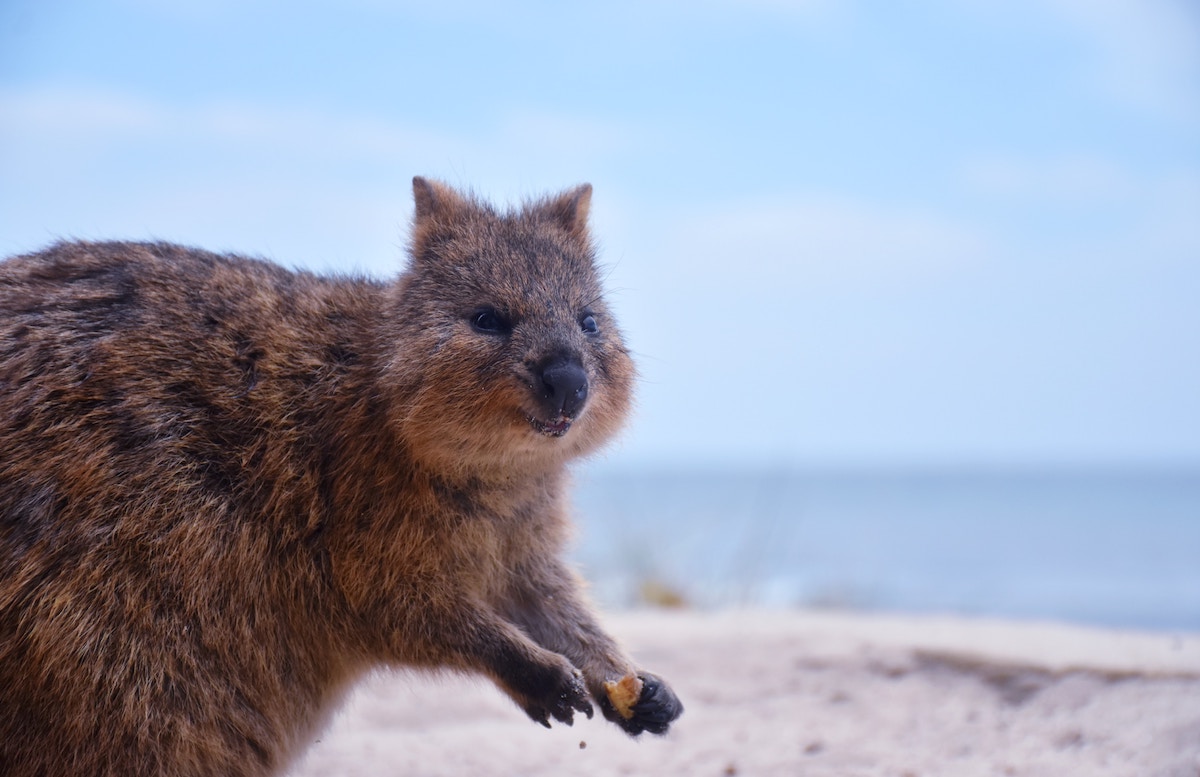 Quokka